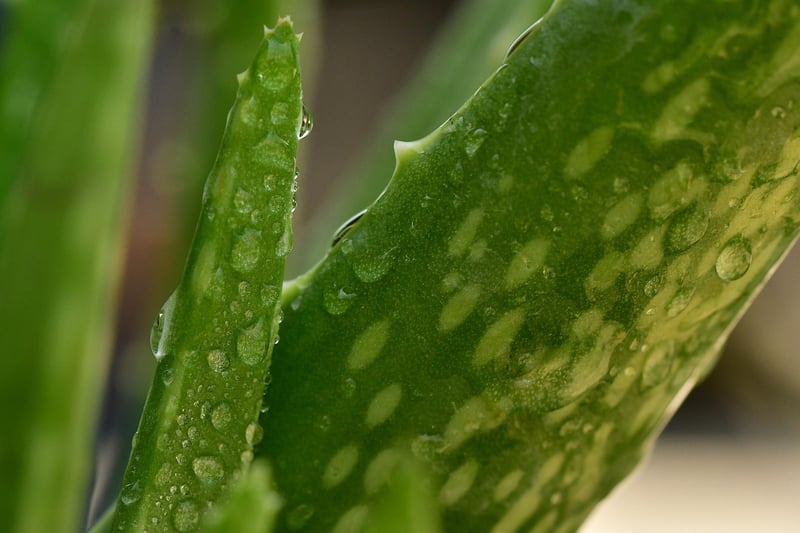 Aloe Vera Succulent