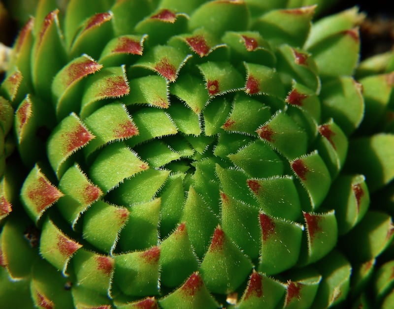 Crassula Succulent